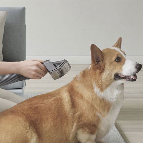 Kit Dyson Pet Grooming - Image 5