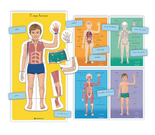 Jogo Montessori: Corpo Humano - Clementoni - Image 4