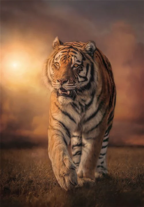 Puzzle High Quality Collection Compact: Tiger - 1000 Peças - Clementoni - Image 2