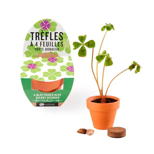 Trevo da Sorte 4 Folhas - Kit Completo de Jardinagem - Nature & Decouvertes - Image 3