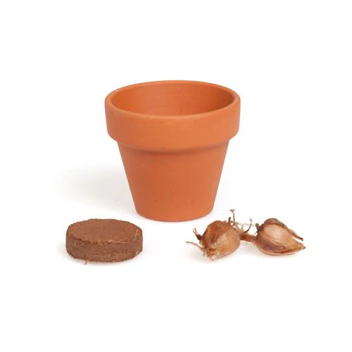 Trevo da Sorte 4 Folhas - Kit Completo de Jardinagem - Nature & Decouvertes - Image 4